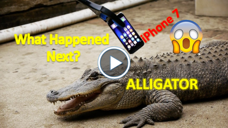 What Happens If an Alligator Bites an iPhone 7, iphone 7 vs alligator, alligator, iphone 7,